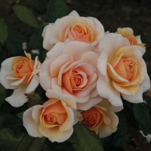 SWEET HONEY (floribunda)